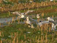 Goéland à ailes blanches Larus glaucoides