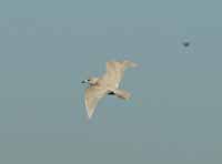 Goéland à ailes blanches Larus glaucoides