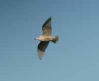 Goéland à ailes blanches Larus glaucoides