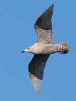 Goéland à ailes blanches Larus glaucoides