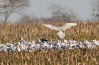 Goéland à ailes blanches Larus glaucoides