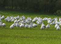 Goéland à ailes blanches Larus glaucoides