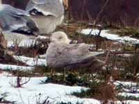 Goéland à ailes blanches Larus glaucoides