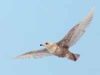 Goéland à ailes blanches Larus glaucoides