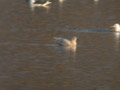 Goéland à ailes blanches Larus glaucoides