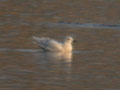 Goéland à ailes blanches Larus glaucoides