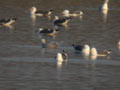 Goéland à ailes blanches Larus glaucoides