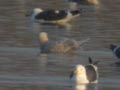 Goéland à ailes blanches Larus glaucoides