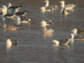 Goéland à ailes blanches Larus glaucoides