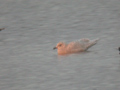 Goéland à ailes blanches Larus glaucoides