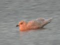 Goéland à ailes blanches Larus glaucoides