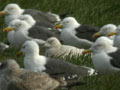 Goéland à ailes blanches Larus glaucoides