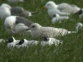 Goéland à ailes blanches Larus glaucoides