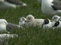 Goéland à ailes blanches Larus glaucoides