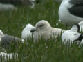 Goéland à ailes blanches Larus glaucoides