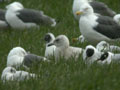 Goéland à ailes blanches Larus glaucoides