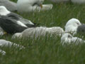 Goéland à ailes blanches Larus glaucoides