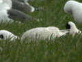 Goéland à ailes blanches Larus glaucoides