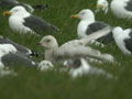 Goéland à ailes blanches Larus glaucoides