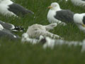 Goéland à ailes blanches Larus glaucoides