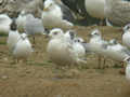 Goéland à ailes blanches Larus glaucoides