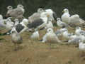 Goéland à ailes blanches Larus glaucoides