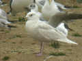 Goéland à ailes blanches Larus glaucoides