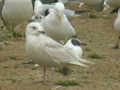 Goéland à ailes blanches Larus glaucoides