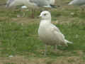 Goéland à ailes blanches Larus glaucoides