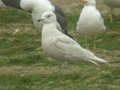 Goéland à ailes blanches Larus glaucoides