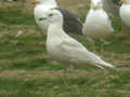 Goéland à ailes blanches Larus glaucoides