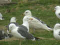 Goéland à ailes blanches Larus glaucoides