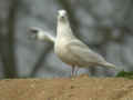 Go&eacute;land &agrave; ailes blanches Larus glaucoides