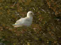 Goéland à ailes blanches Larus glaucoides