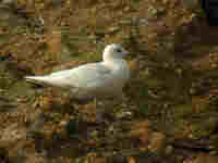 Goéland à ailes blanches Larus glaucoides