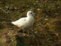 Goéland à ailes blanches Larus glaucoides