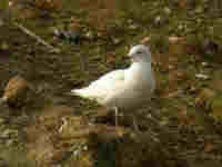 Goéland à ailes blanches Larus glaucoides