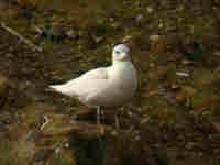 Goéland à ailes blanches Larus glaucoides