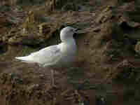 Goéland à ailes blanches Larus glaucoides