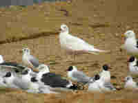 Goéland à ailes blanches Larus glaucoides