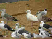 Goéland à ailes blanches Larus glaucoides