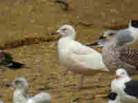 Goéland à ailes blanches Larus glaucoides