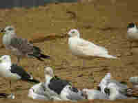 Goéland à ailes blanches Larus glaucoides