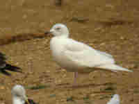 Goéland à ailes blanches Larus glaucoides