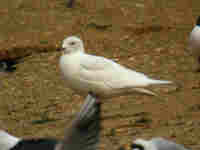 Goéland à ailes blanches Larus glaucoides