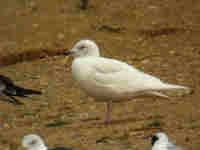 Goéland à ailes blanches Larus glaucoides