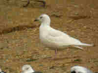 Goéland à ailes blanches Larus glaucoides