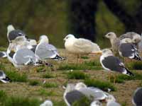 Goéland à ailes blanches Larus glaucoides