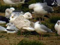 Goéland à ailes blanches Larus glaucoides