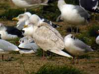 Goéland à ailes blanches Larus glaucoides